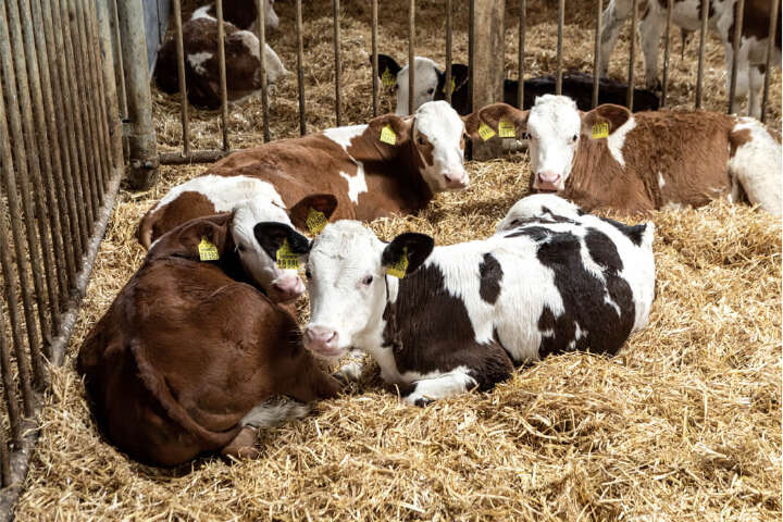 produktempfehlungen kalberaufzucht produktempfehlungen kalberaufzucht